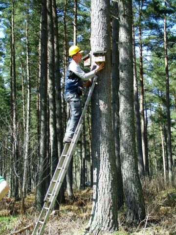 A bat box being installed in position on a tree