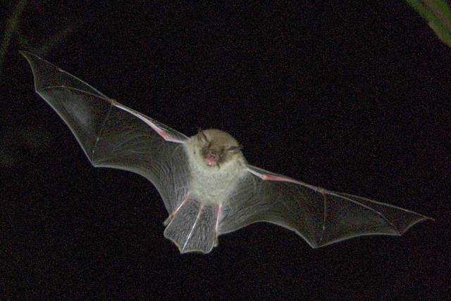 Natterer's bat