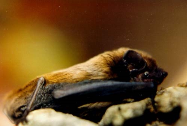 Leisler's bat