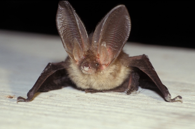 Brown Long-Eared Bat