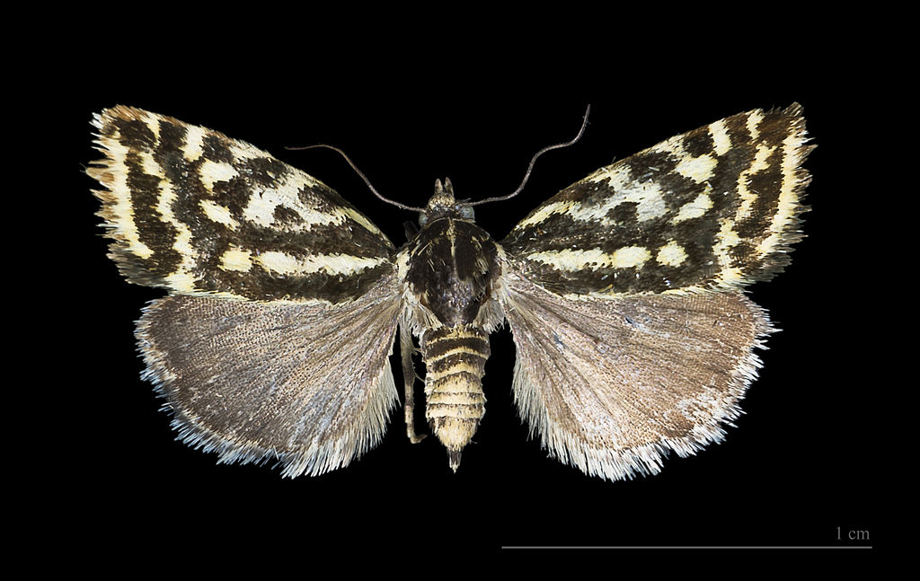 Museum specimen of Spotted Sulphur moth