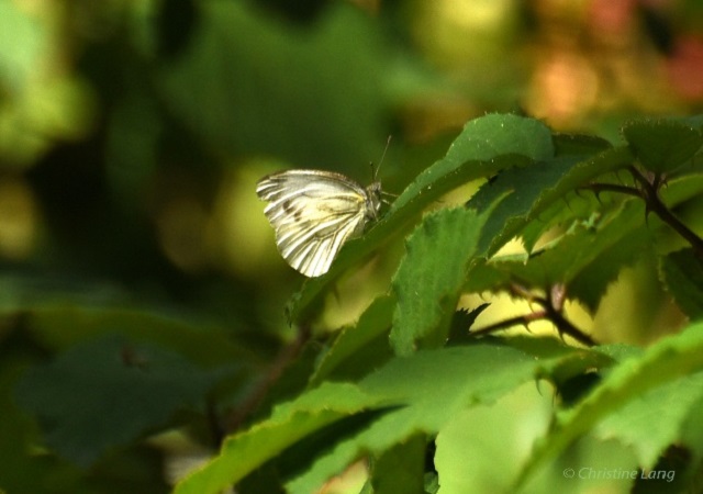 Green Veined White Pieris napiy Butterfly