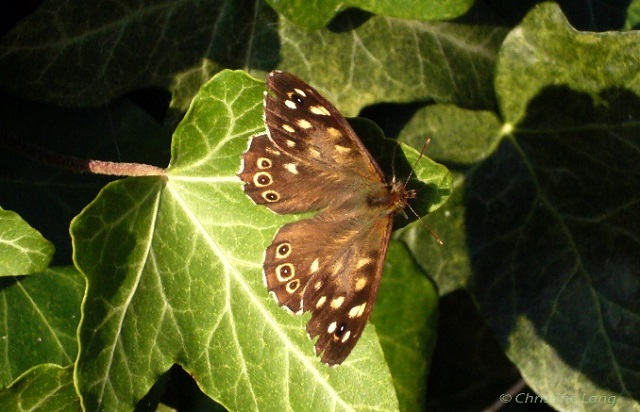 speckled_wood.jpg Butterfly
