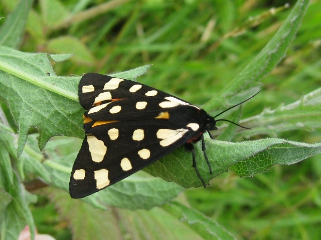 Cream Spot Tiger Moth