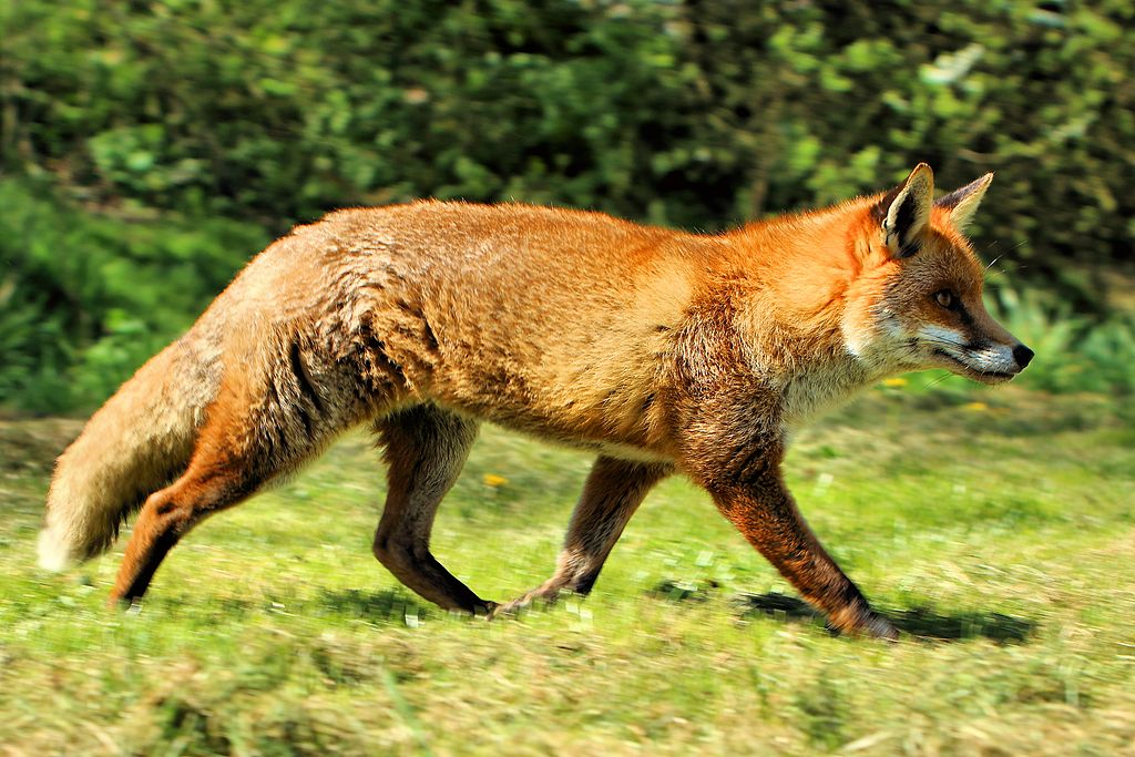 Fox - British Wildlife Centre (17429406401)