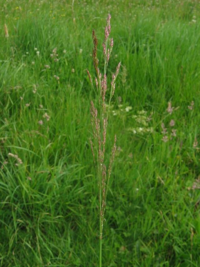 Agrostis Stolonifera