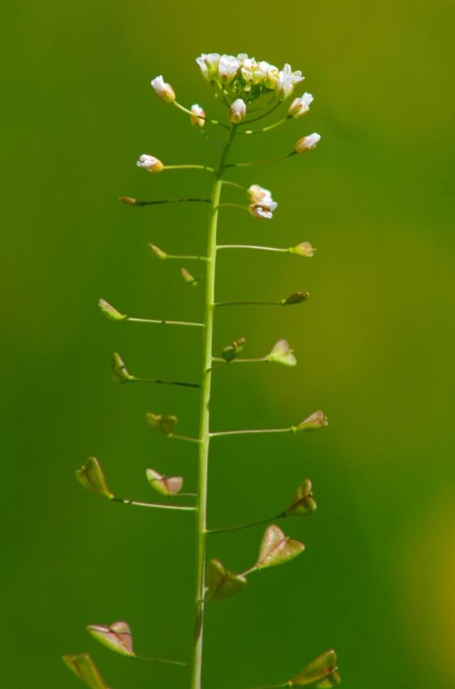 Capsella bursa-pastoralis