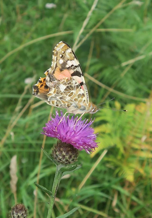 Common Knapweed and Painted Lady butterfly