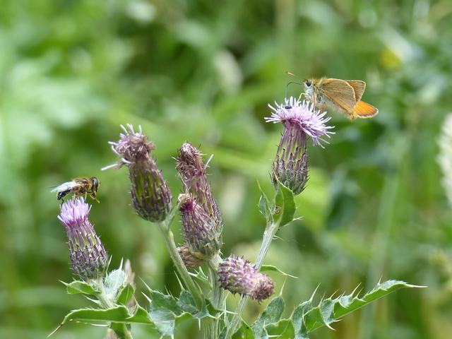Creeping Thistle with Essex skipper