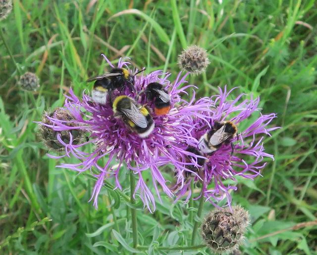 Red tailed and Buff tailed Bumblebees feeed on Greater Knapweed