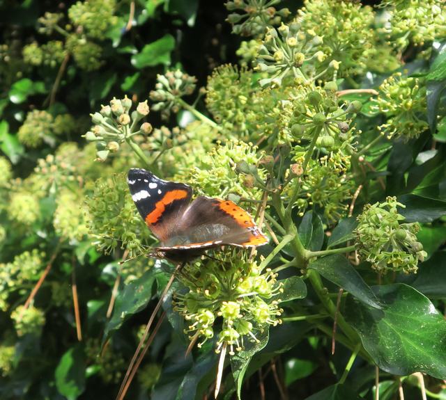 Red Admiral butterfly on Ivy