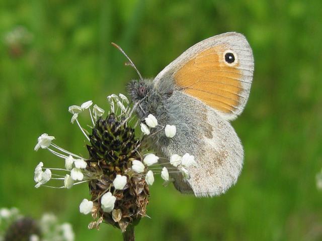 Ribwort Plantain and Small Heath butterfly