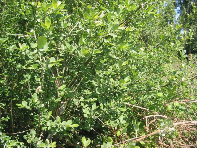 Salix cinerea