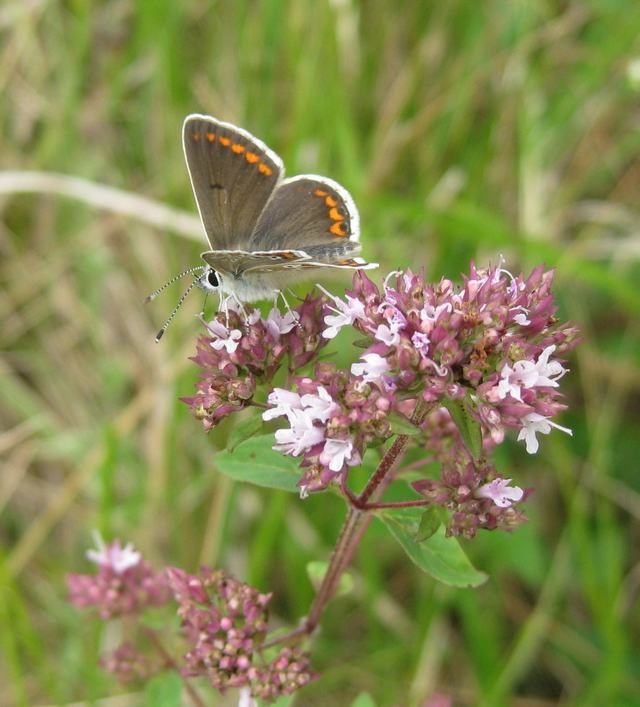 Wild Marjoram with Argus Brown butterfly